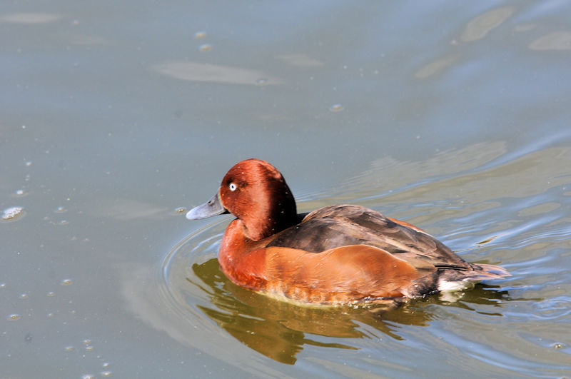 メジロガモ ♂　花博記念公園鶴見緑地　大阪市　2021/02/25　Photo by Kohyuh