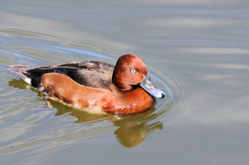 メジロガモ ♂　花博記念公園鶴見緑地　大阪市　2021/02/25　Photo by Kohyuh