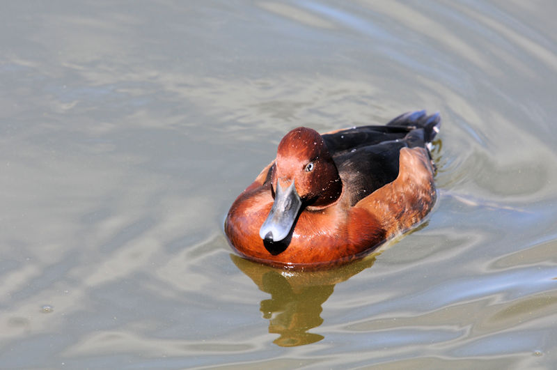 メジロガモ ♂　花博記念公園鶴見緑地　大阪市　2021/02/25　Photo by Kohyuh