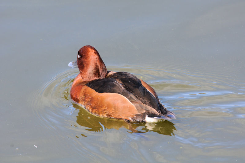 メジロガモ ♂　花博記念公園鶴見緑地　大阪市　2021/02/25　Photo by Kohyuh