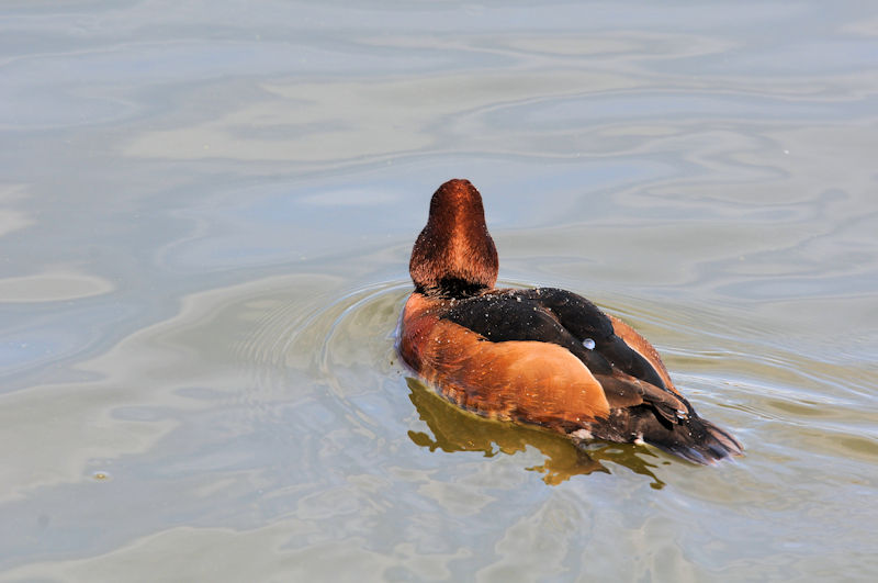 メジロガモ ♂　花博記念公園鶴見緑地　大阪市　2021/02/25　Photo by Kohyuh