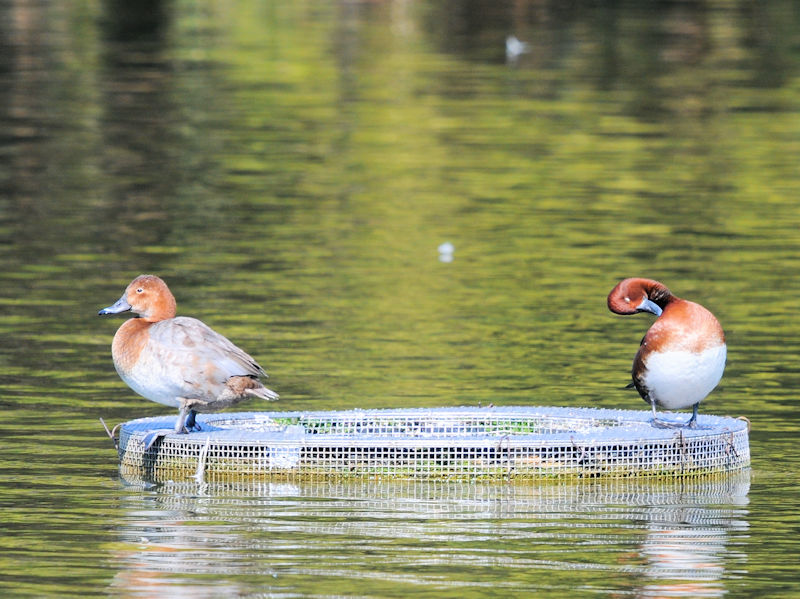 メジロガモ ♂　花博記念公園鶴見緑地　大阪市　2021/02/25　Photo by Kohyuh