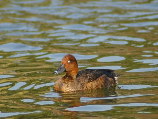 《メジロガモ ♂》　鶴見緑地公園　2006/12/23　Photo by Shiba