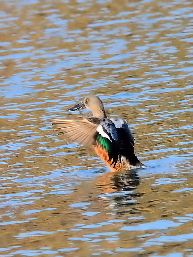 ~JdLnVrKiT-4j ~H@Rcr@s 2016/12/18@Photo by Kohyuh