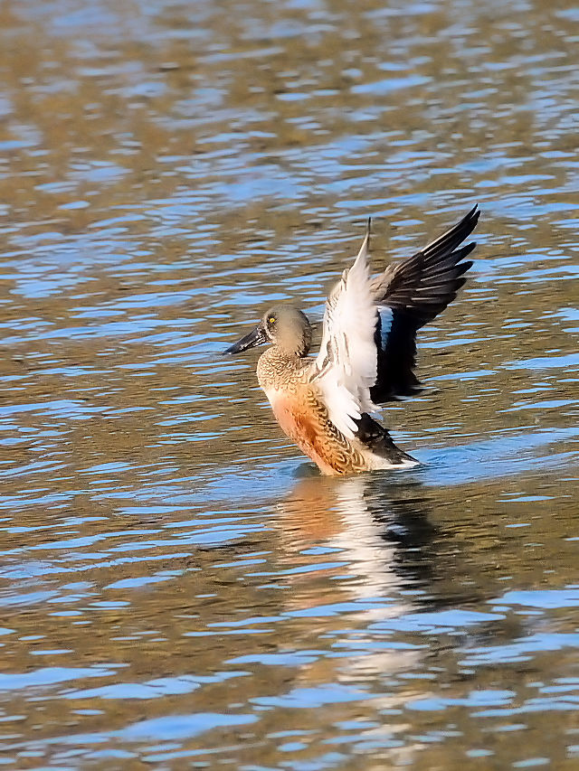 ~JdLnVrKiT-5j ~H@Rcr@s 2016/12/18@Photo by Kohyuh