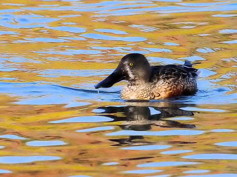 ~JdLnVrKiT-1j ~H@Rcr@s 2016/12/18@Photo by Kohyuh