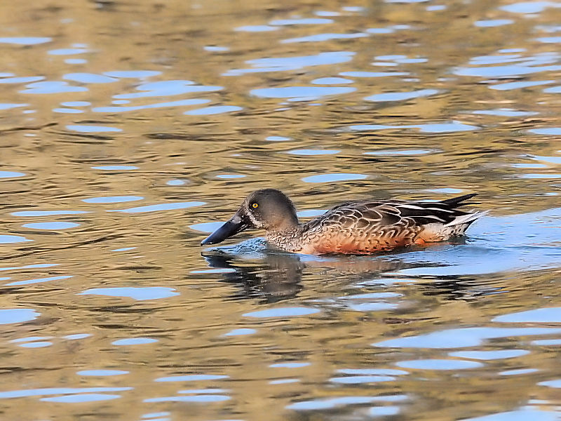 ~JdLnVrKiT-2j ~H@Rcr@s 2016/12/18@Photo by Kohyuh
