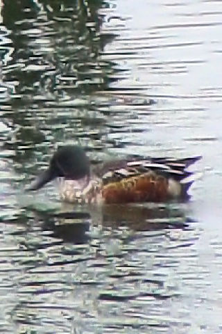 @ ~JdLnVrK @~H@`쒹@2008/11/11@Photo by Kohyuh