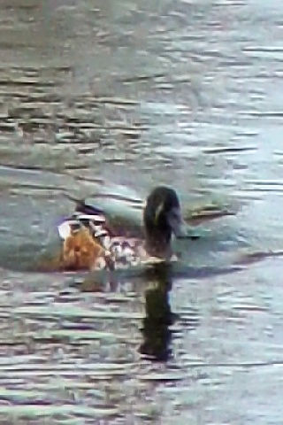 A ~JdLnVrK @~H@`쒹@2008/11/11@Photo by Kohyuh