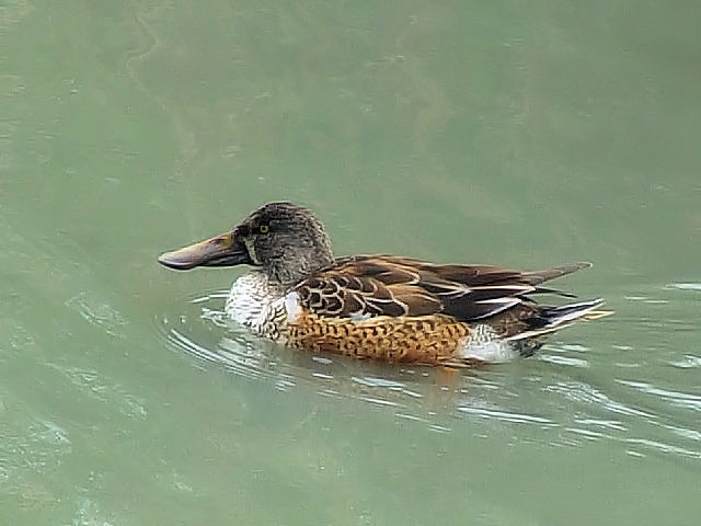 @ ~JdLnVrK @~H@Opr@Ls@ꌧ@2009/01/21 Photo by Kohyuh