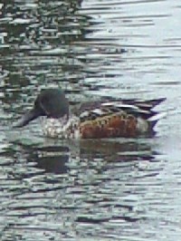 s~JdLnVrKt@ʐ^̓NbNŊg傷