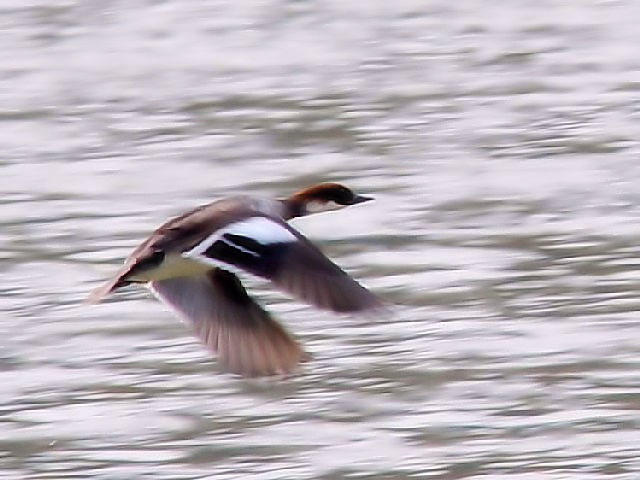 D ~RACT@ @юp@s@w@2010/03/28@Photo by Kohyuh