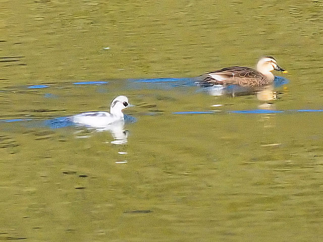 ~RACT  @w@s 2017/12/17 Photo by Kohyuh