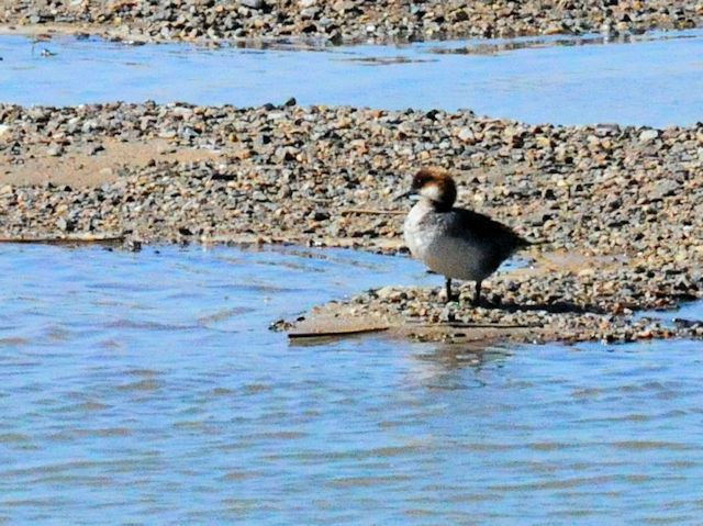 ミコアイサ♀（７態-1）　淀川左岸　枚方市　2018/08/26　Photo by Kohyuh　（写真提供：　好酉）