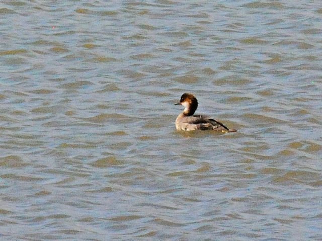 ミコアイサ♀（７態-2）　淀川左岸　枚方市　2018/08/26　Photo by Kohyuh　（写真提供：　好酉）