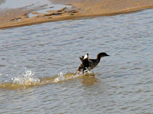 ミコアイサ♀（７態-5）　淀川左岸　枚方市　2018/08/26　Photo by Kohyuh　（写真提供：　好酉）