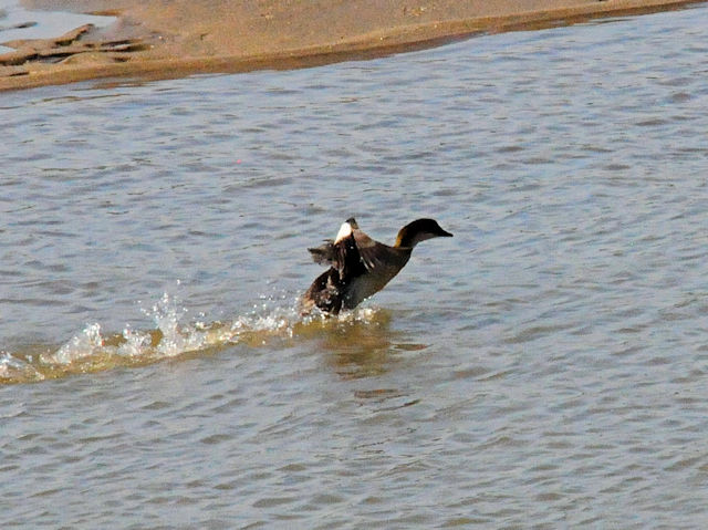 ミコアイサ♀（７態-6）　淀川左岸　枚方市　2018/08/26　Photo by Kohyuh　（写真提供：　好酉）