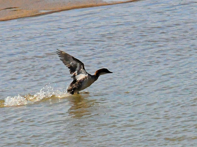 ミコアイサ♀（７態-7）　淀川左岸　枚方市　2018/08/26　Photo by Kohyuh　（写真提供：　好酉）