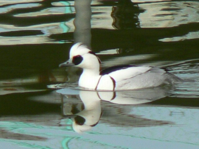 @ ~RACT@ @ĉH@s@M@2006/01/15 Photo by Takase