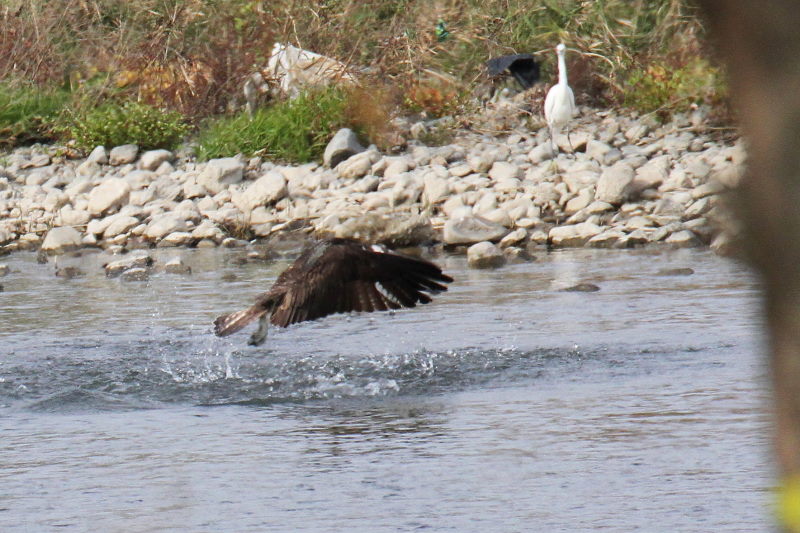 ミサゴ（１１態-10）　桂川　京都市　2016/11/30　Photo by Manda　（写真提供：　萬田）