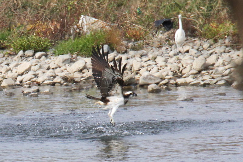 ミサゴ（１１態-11）　桂川　京都市　2016/11/30　Photo by Manda　（写真提供：　萬田）
