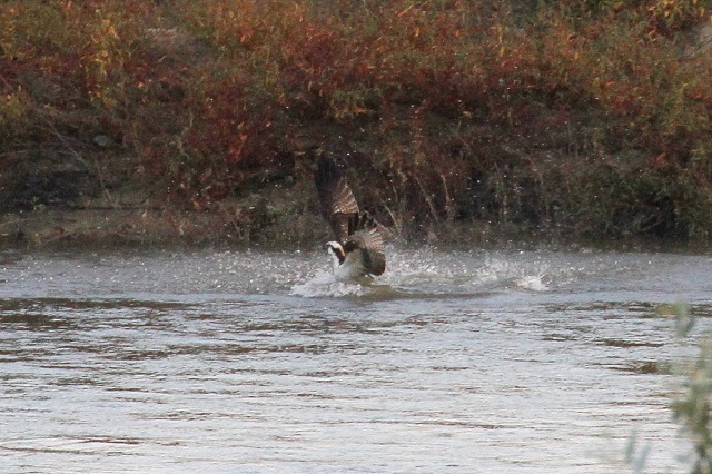 ~TS@@э iU-1j@ؒÐ@2014/10/29@Photo by Manda