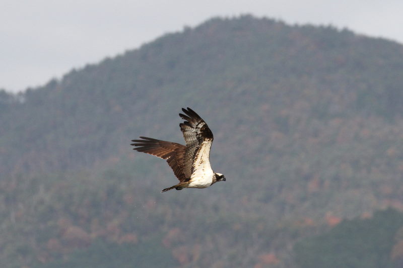 ミサゴ（１１態-1）　桂川　京都市　2016/11/30　Photo by Manda　（写真提供：　萬田）
