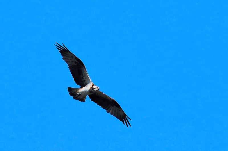 ~TS@@w@2019/11/12@Photo by Kohyuh