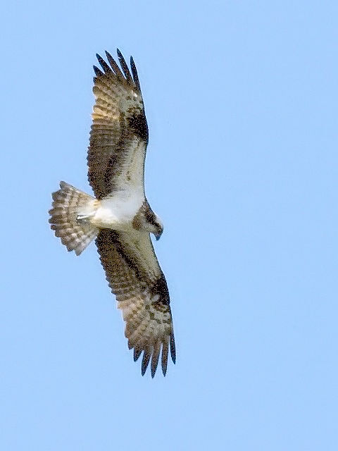 A ~TS@@юp@@s@2010/04/14@Photo by Kohyuh