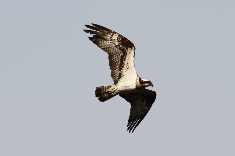 ミサゴ（１１態-2）　桂川　京都市　2016/11/30　Photo by Manda　（写真提供：　萬田）