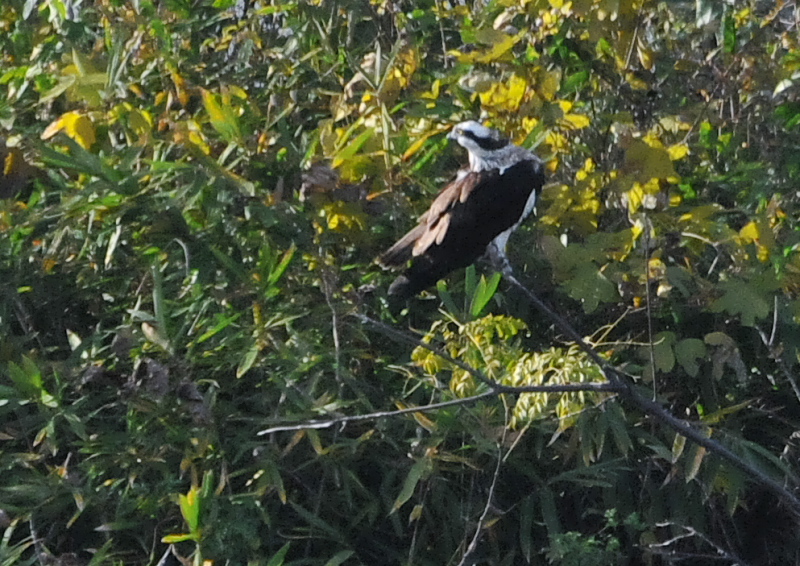 木津川を飛ぶ猛禽 （７態-5）　木津川　八幡市　Photo by Takase