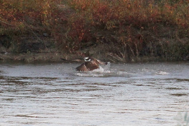 ~TS@@э iU-3j@ؒÐ@2014/10/29@Photo by Manda