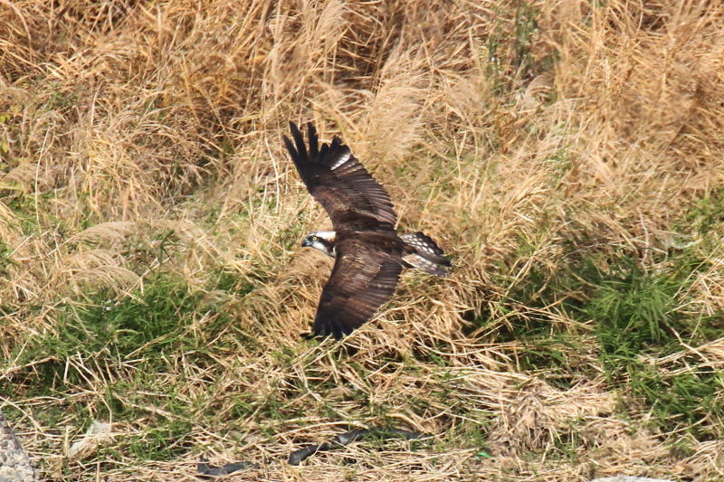 ミサゴ（１１態-3）　桂川　京都市　2016/11/30　Photo by Manda　（写真提供：　萬田）