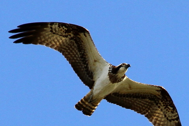 (10) ~TS@@k@s@2013/11/23@Photo by Manda@iʐ^ (10) 񋟁F@ݓcj