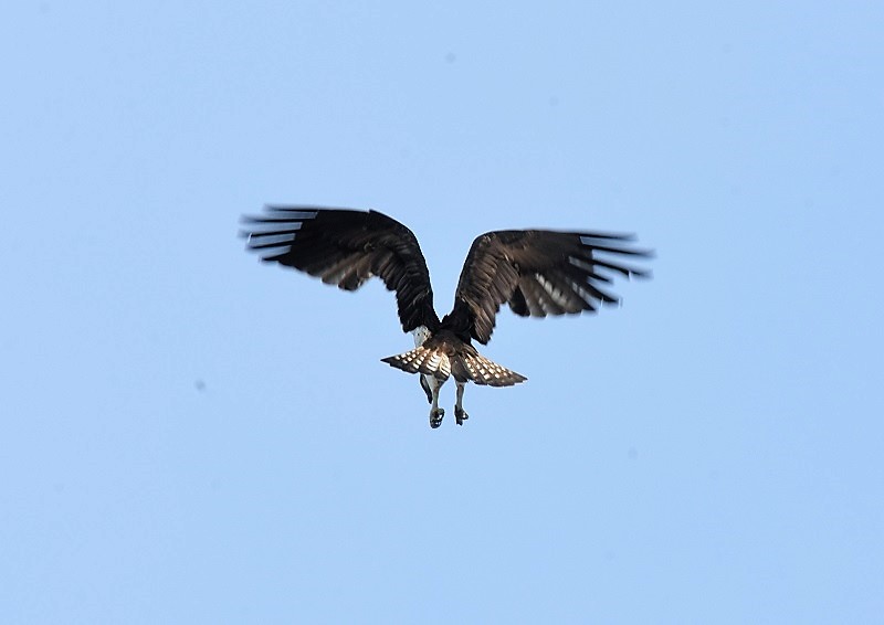 ミサゴ（８態-4）　桂川　京都市　2016/11/30　Photo by Hyashi　（写真提供：　林）