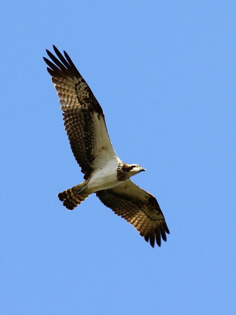 G ~TS@@k@s@2013/11/23@Photo by Manda@iʐ^G񋟁F@ݓcj