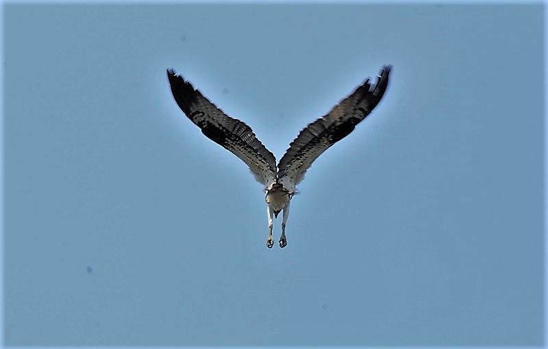 ミサゴ（８態-5）　桂川　京都市　2016/11/30　Photo by Hyashi　（写真提供：　林）