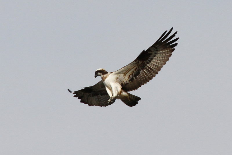 ミサゴ（１１態-5）　桂川　京都市　2016/11/30　Photo by Manda　（写真提供：　萬田）
