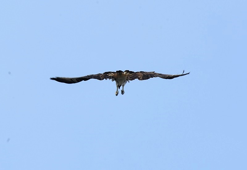 ミサゴ（８態-6）　桂川　京都市　2016/11/30　Photo by Hyashi　（写真提供：　林）