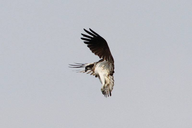 ミサゴ（１１態-7）　桂川　京都市　2016/11/30　Photo by Manda　（写真提供：　萬田）
