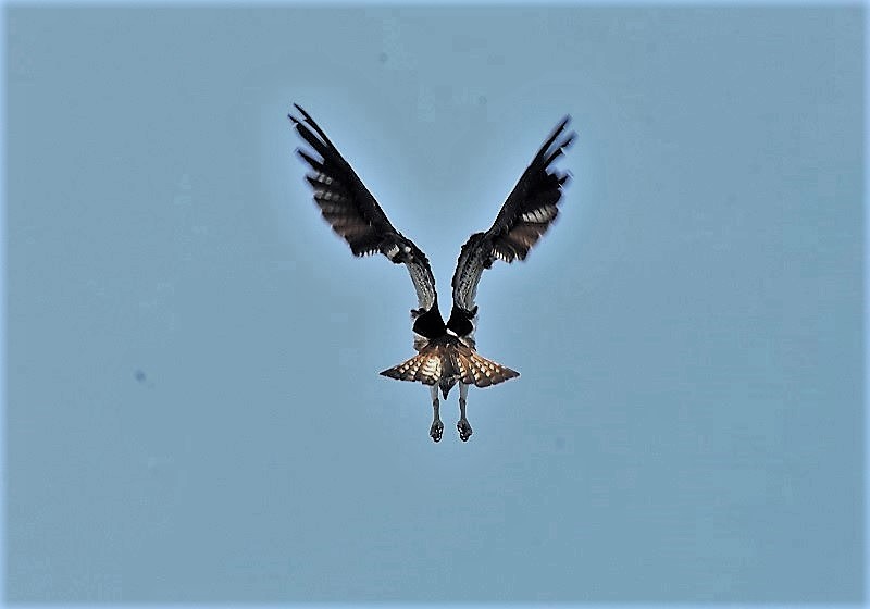 ミサゴ（８態-8）　桂川　京都市　2016/11/30　Photo by Hyashi　（写真提供：　林）