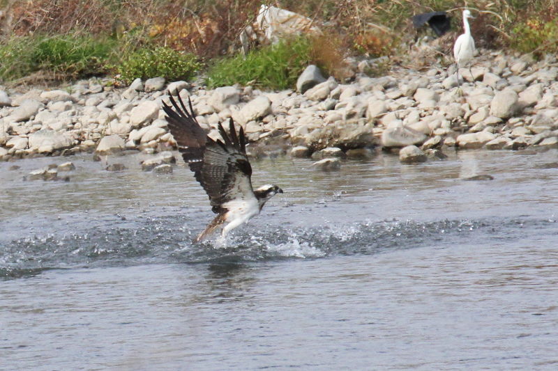 ミサゴ（１１態-9）　桂川　京都市　2016/11/30　Photo by Manda　（写真提供：　萬田）