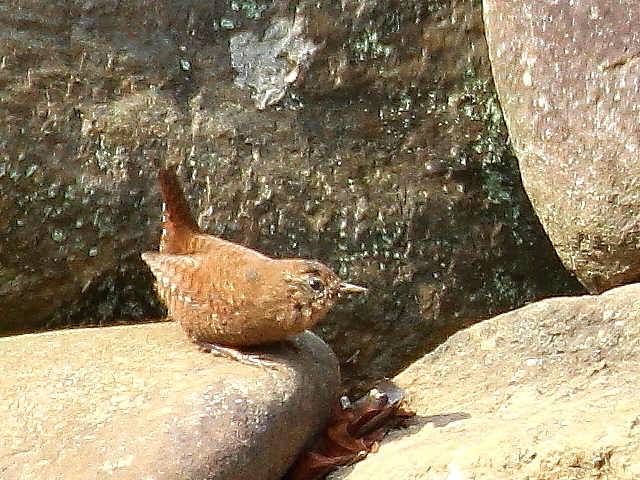 Photo-20140317-2@~\TUC iTԁj@@Rcr@s@2014/03/17@Photo by Manda