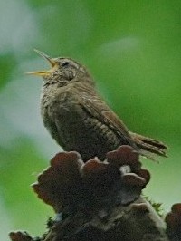 s~\TUCt@ʐ^̓NbNŊg傷