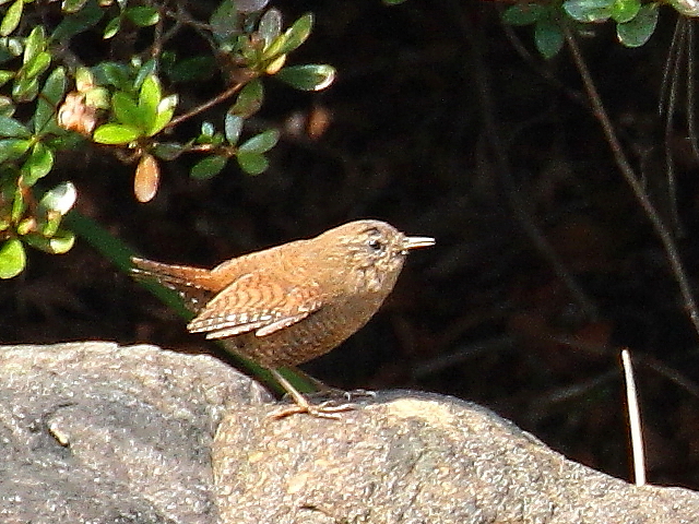 Photo-20140317-3@~\TUC iTԁj@@Rcr@s@2014/03/17@Photo by Manda