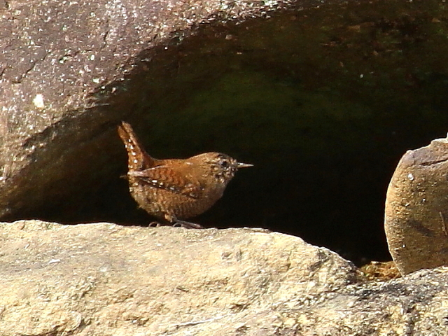 Photo-20140317-4@~\TUC iTԁj@@Rcr@s@2014/03/17@Photo by Manda