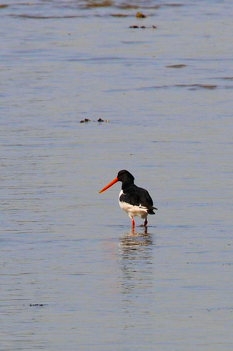 お久しぶりのミヤコドリ　和白干潟　福岡市　福岡県
