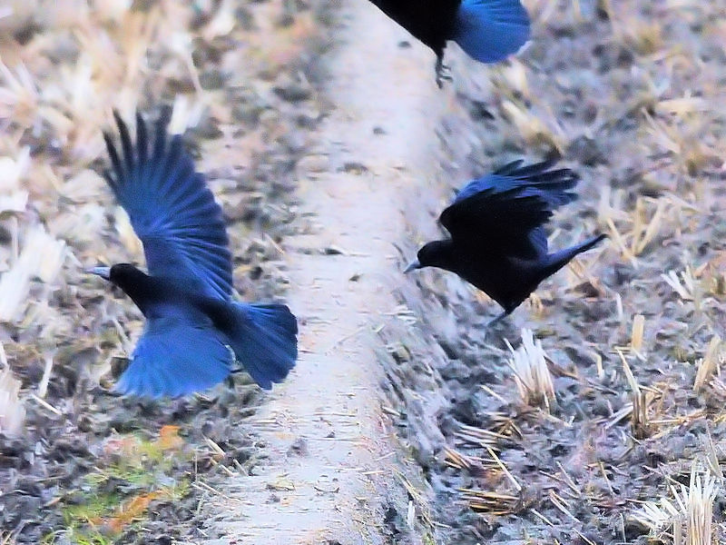 ~}KXiQ-1j@@s@2017/12/26@Photo by Kohyuh