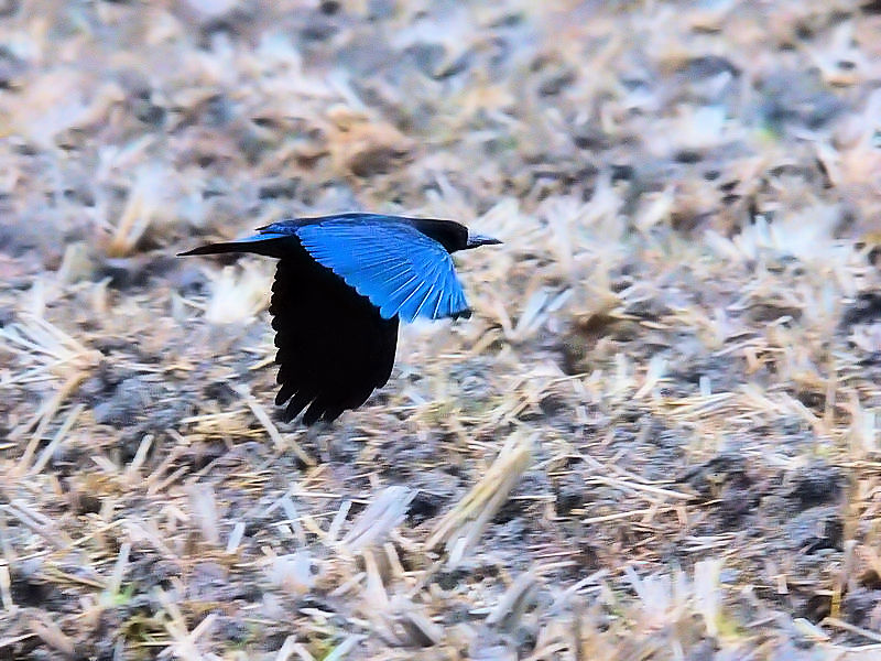 ~}KXiQ-2j@@s@2017/12/26@Photo by Kohyuh