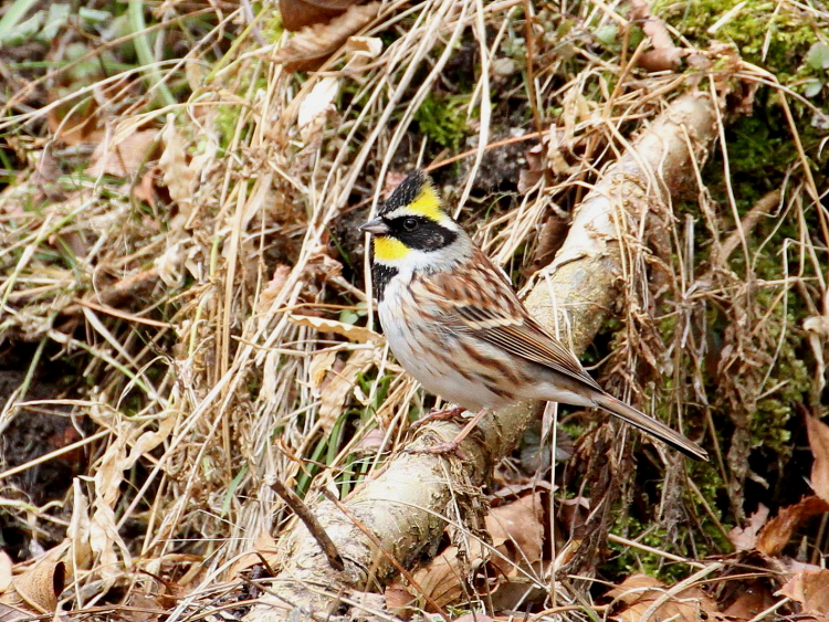 C ~}zIW @@@ޗǌ@2014/02/22@Photo by Manda